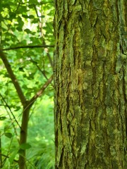 A close-up of a tree trunk reveals the intricate texture of bark, touched by sunlight and surrounded by vibrant foliage. The mix of browns and greens evokes life, age, and resilience.