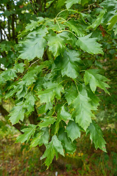 Sorbus torminalis Elsbeere Detail Blatt
