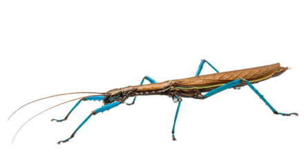 Achrioptera Manga with transparent PNG background