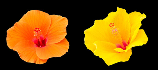 two types of yellow grange hibiscus flowers, beautiful and fresh on  black  background.