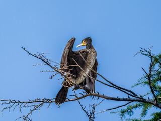 枝にとまるカワウ