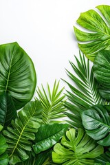A vibrant collection of lush green leaves arranged artistically against a clean white background, perfect for nature themes.
