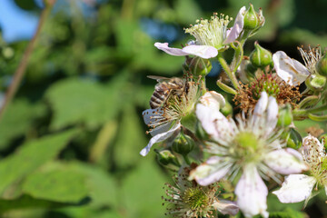 ​A busy bee is collecting nectar from a blackberry flower, a vital process for pollination. This photo demonstrates the important role of insects in the natural cycle and preservation of the ecosystem