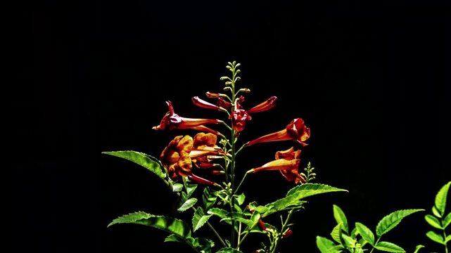 tecoma flower blooming time lapse , flower blooming time lapse,