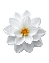 Beautiful White Dahlia Flower.