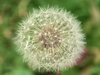 Fototapeta premium Close-up of dandelion puff ball with seeds in detail