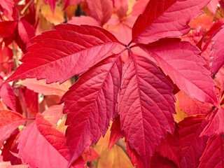 Red autumn leaves close-up with vibrant seasonal colors
