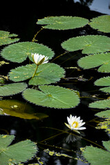 White water lilies on dark pond, green lily pads.