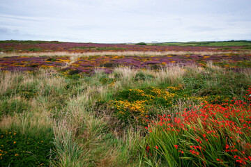 Many small red yellow and purple flowers on wild meadows near Land's End in Cornwall