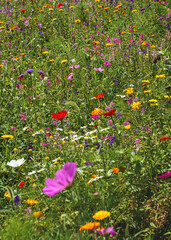 Sun shines on a meadow with many colourful wild flowers