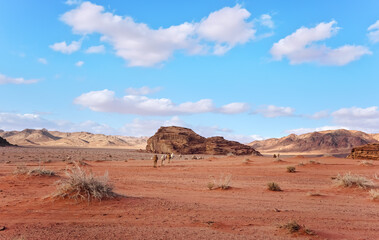 Wadi Rum desert, few shrubs growing in red orange sand, group of camels walking to rock formations at distance