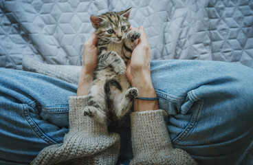 Portrait of a small pretty gray kitten lying on a woman's lap