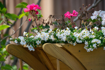Obraz premium A wooden wheelbarrow with flowers in it
