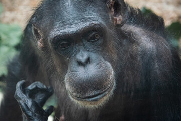 Chimpanzee Face - Close up shot
