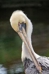 Brown Pelican - Close up shot