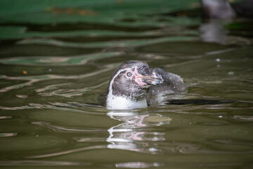 A penguin swimming in the water - Close up