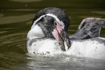 A penguin swimming in the water - Close up