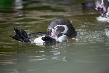 A penguin swimming in the water - Close up