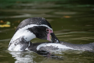 A penguin swimming in the water - Close up