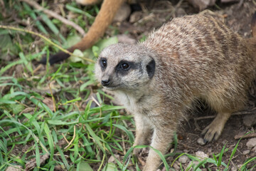 A meerkat standing on grass