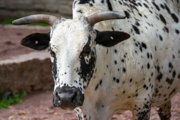 A close up of a cow