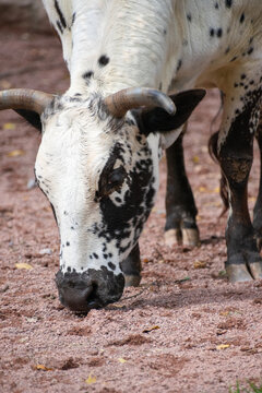 A close up of a cow