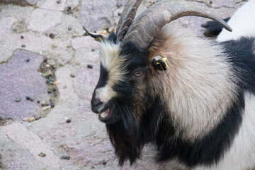 A goat with yellow tags on its ears