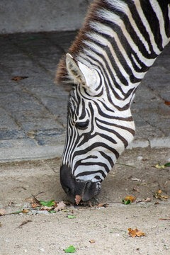 A zebra eating leaves from the ground