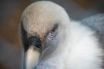 Eurasian Griffon Vulture - Close up