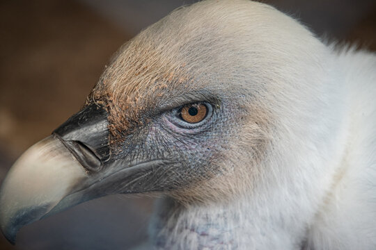 Eurasian Griffon Vulture - Close up