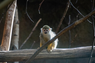 Squirrel Monkey on a tree - Cose up
