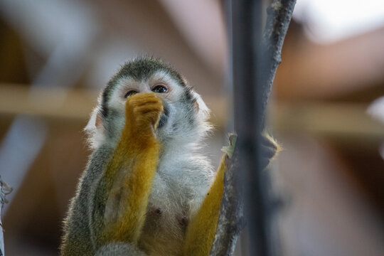 Squirrel Monkey on a tree - Cose up