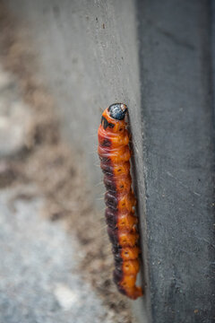 Caterpillar - Cossus cossus - Close up