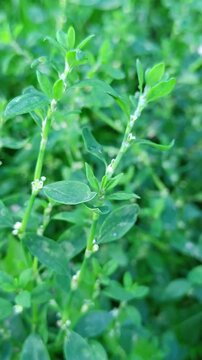 Polygonum aviculare plant in close-up with green leaves and natural background for botanical concept