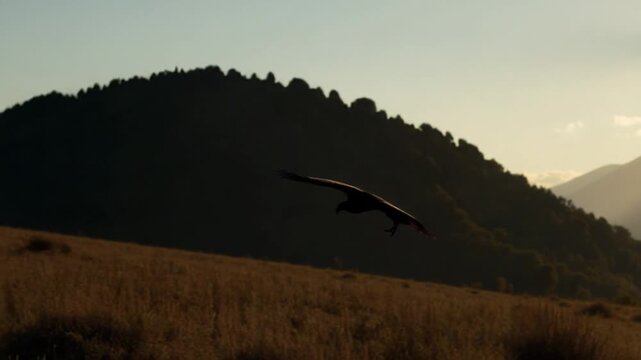 Flight of a vulture in the wild nature of the highlands of the Caucasus. A bird of prey high in the sky against the backdrop of mountains and the setting sun.