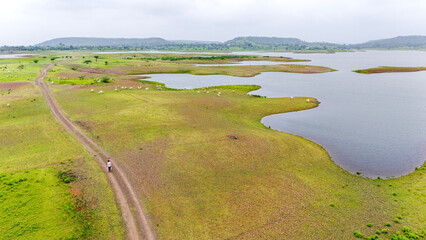 Naklejka premium Aerial view of Chacha Kota, Banswara, Rajasthan during monsoon, showing white cows grazing on a small island, a shepherd, and a path through lush green vegetation.