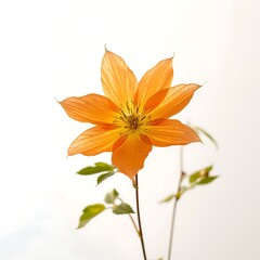 Vibrant orange clematis flower isolated on white background