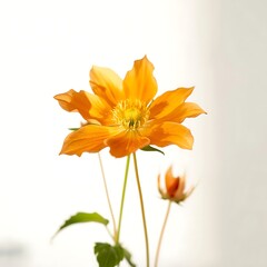 Vibrant orange flower isolated on white background