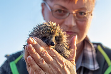 Woman holds small hedgehog she found in field and smiles happily. Autumn, sunset. Concept of happy retirement, as well as danger of contracting rabies from wild animals.