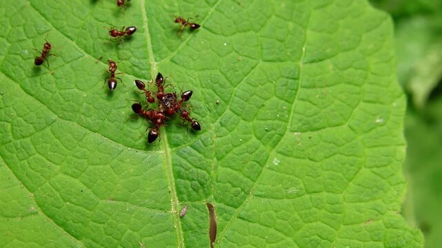 A close-up video shows a colony of Acrobat ants (Crematogaster wroughtonii) feeding together on a vibrant green leaf in their natural habitat during spring in Mandi, Himachal Pradesh, India.