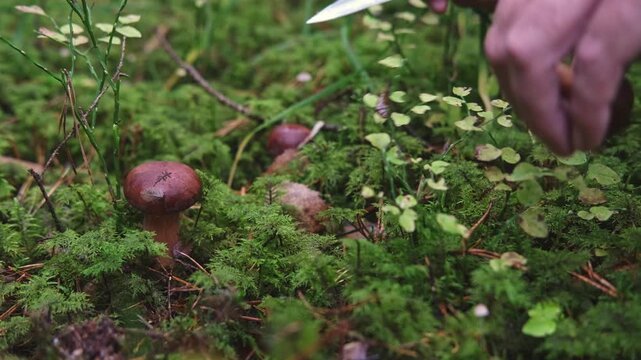 A mushroom picker found a Polish mushroom in the autumn forest and cuts it with a knife.