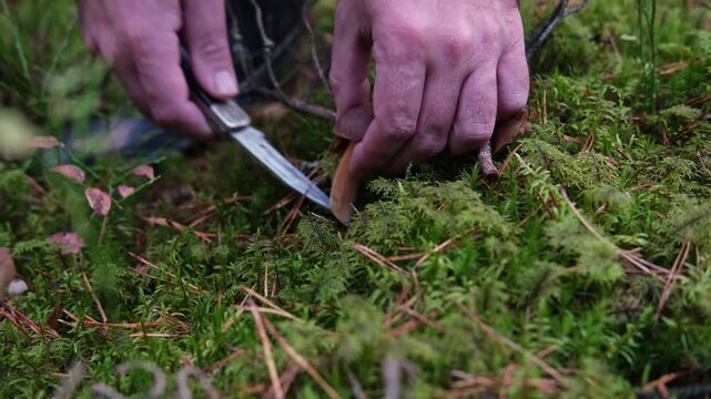 A mushroom picker found a Polish mushroom in the autumn forest and cuts it with a knife.