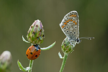 Ladybug with common blue butterfly, Polyommatus icarus sitting on thistle flower. In the morning dew