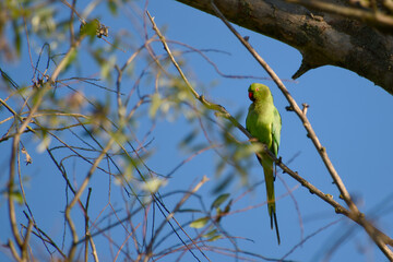 Rose-ringed parakeet perched on a tree branch enjoying the sunny morning