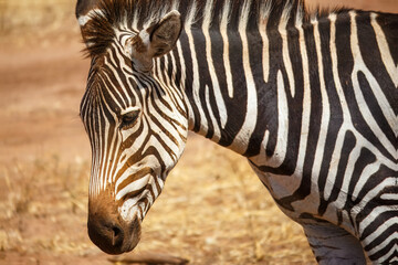 Naklejka premium Closeup of a plains zebra in Tarangire national park, Tanzania