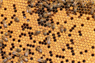 Honey Bees working on honeycomb close-up shot.