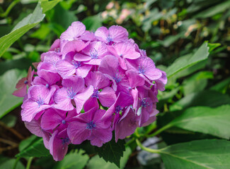 アジサイロード　アジサイの花1ｰ79