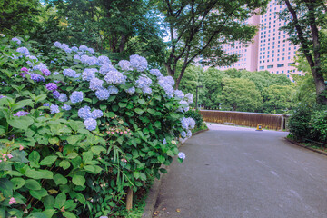 アジサイロード　アジサイの花1ｰ49