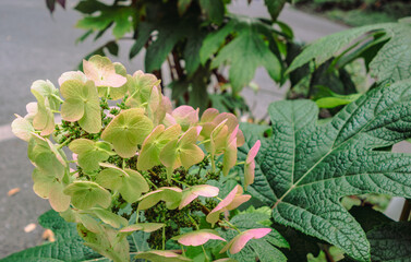 アジサイロード　アジサイの花1ｰ26