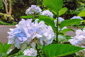 アジサイロード　アジサイの花1ｰ27
